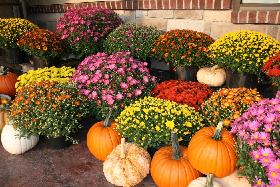 Fall Pumpkins Flowers Free Image 09072026.jpg