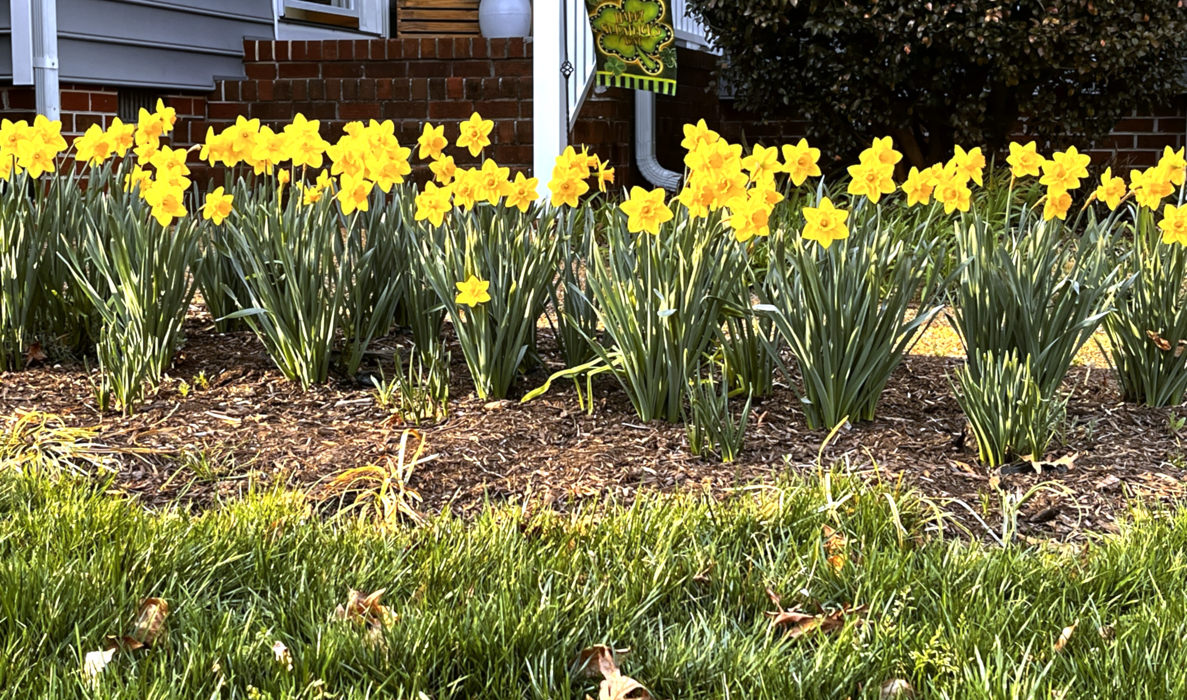 Daffodills From Laura 03112026 IMG_3068.jpg